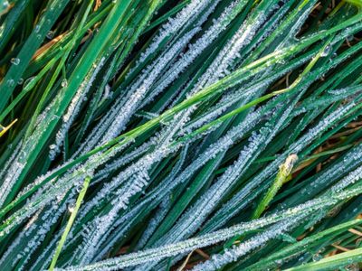Late Frost