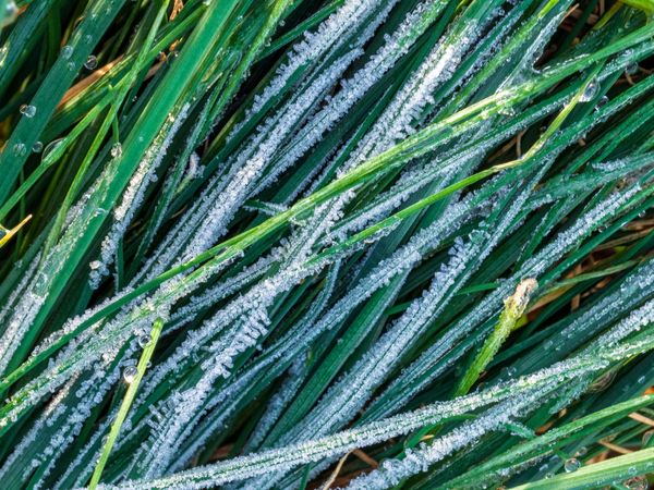Late Frost