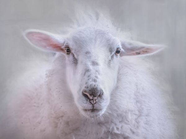 Ethereal Ewe
