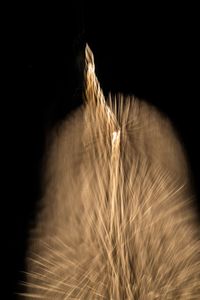 HANABI-GOLD-6