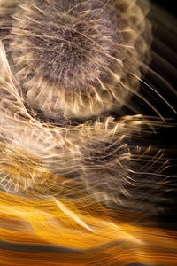 HANABI-GOLD-12