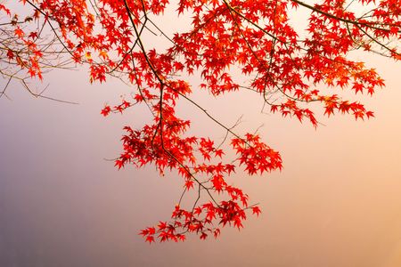 Momiji-6