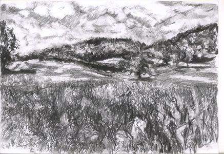 Summer meadows at Canonteign 