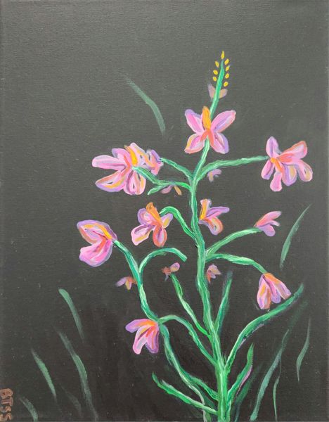 Fireweed 