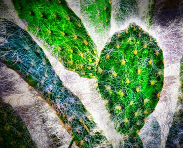 Cactus Silk