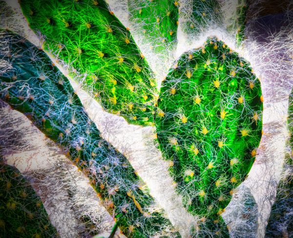 Cactus Silk