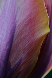 Prinses Irene tulip III