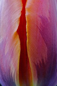 Prinses Irene tulip 1