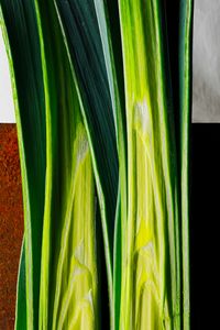 leek # 6