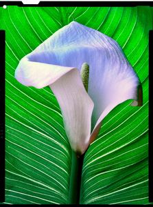 Calla