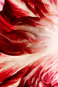 Radicchio Rosso di Chioggia #1