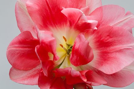spring blossom
