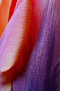 Prinses Irene tulip II