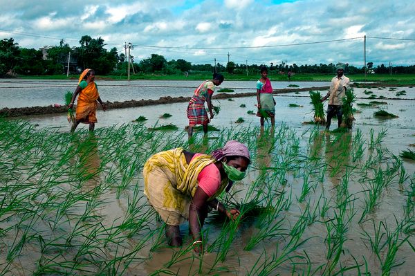 Woman Farmer With Musk