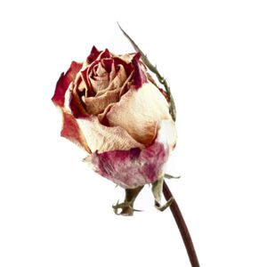 Peach Rose