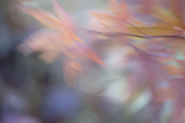 Whispers of an Autumn Maple Tree