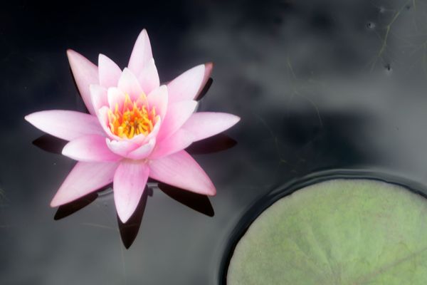 Pink Lily with Lily Pad