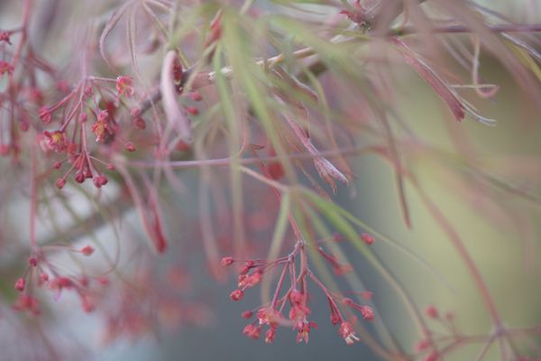 Whispers of a Weeping Tree