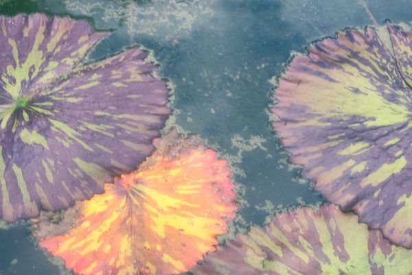 Lily Pads in the Pond
