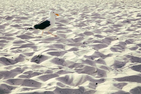 Strutting in the Sand