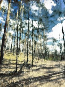 Berlin forest in April