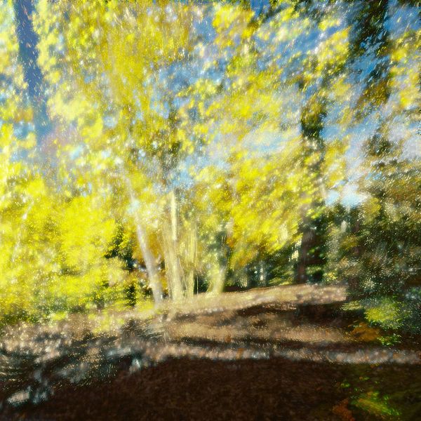forest in Berlin