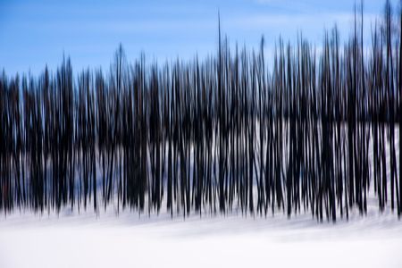 Lodgepole Pine Medley