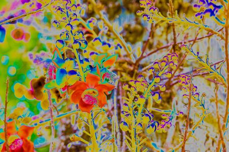  Cannonball Tree