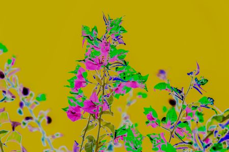 Bougainvillea
