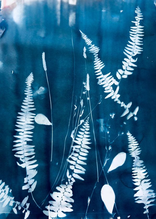 Between the Ferns-Cyanotype