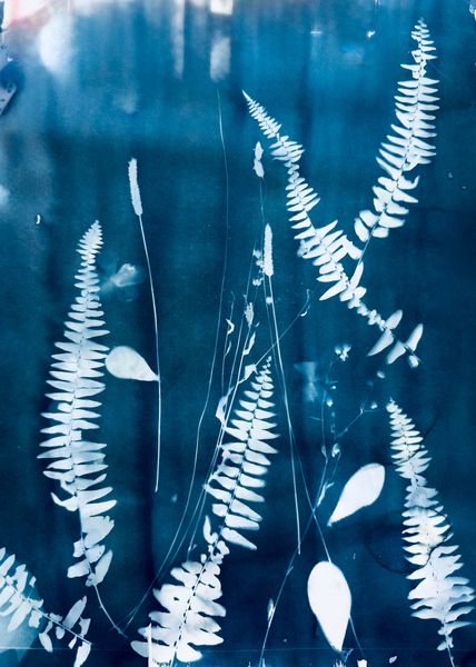 Between the Ferns-Cyanotype