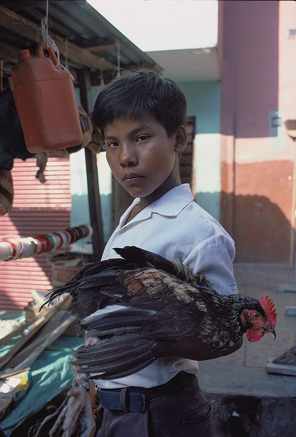 Buy My Chicken